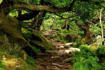 Ancient Woodland Walk Duftöl #200