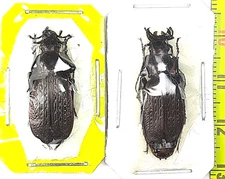 Carabidae, Carabus (Archiplectes)  starcki starcki pair A1, S.Russia, W.Caucasus