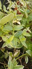 Vinca - Master Veriegata.. 1litre Root Ball!