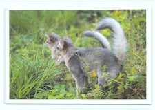 1 AK Katze 39° - NEU !!! #