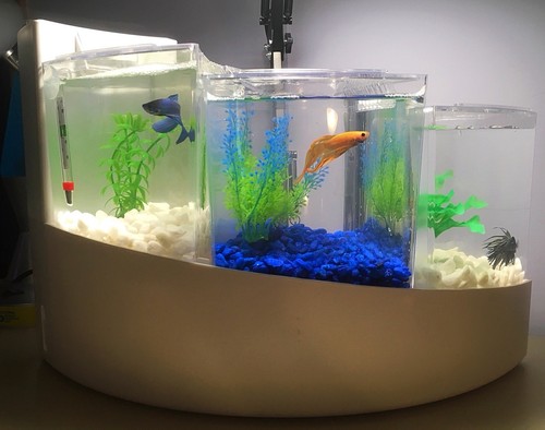 Aqueon Betta Falls Black Aquarium Kit (100101218) for sale Aqueon Betta Falls Black Aquarium Kit (100101218) for sale