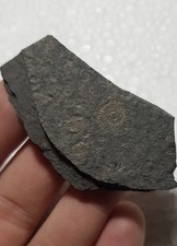 Ammoniti Fossili - Dactylioceras commune Giurassico Inferiore Holzmaden Germania