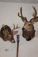 Pair Mule Whitetail Deer Head Shoulder Mounts Taxidermy Log Cabin Decor Antler