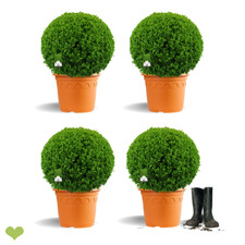 4 Stück Buchsbaum Kugel 40-45cm o. Topf - Frisch getopft 12L - optisch identisch
