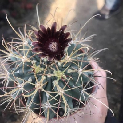 RareSucculent cactus plant Glandulicactus uncinatus seedgrowth