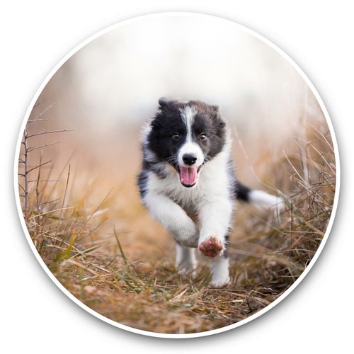 2 x Vinyl Stickers 30cm - Happy Border Collie Puppy Dog  #45286 - Picture 1 of 8