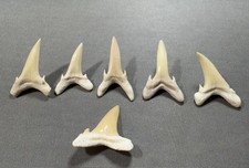 7 Fossil Sand Tiger Shark Teeth Morocco Natural Small Lot Craft Grade