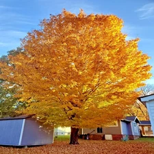 TRIDENT MAPLE TREE SEEDS (Acer buergerianum) Hardy Fall Colors Bonsai Plant