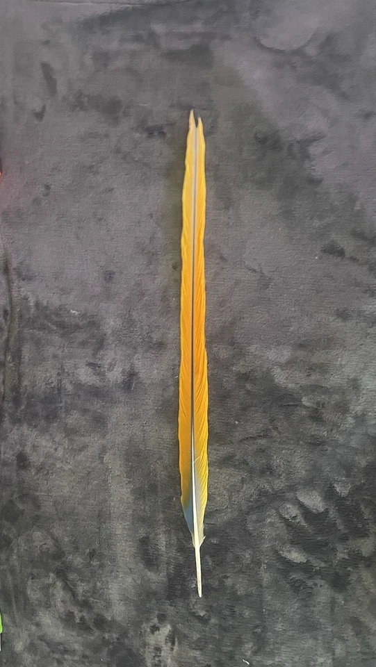 20.75 英寸黄色和蓝色 MACAW 尾部羽毛 — 第 3/4 张图片