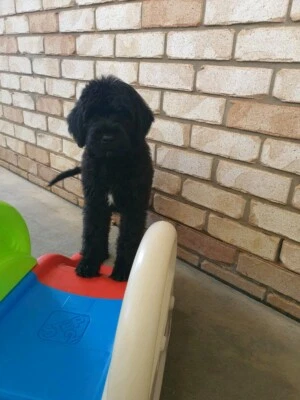 portuguese water dog gumtree