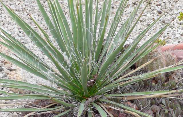 Yucca angustissima NARROWLEAF YUCCA Seeds! | eBay