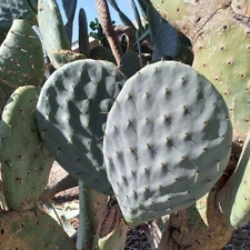 HUGE BLUE Robusta Opuntia 12" Pad Cutting