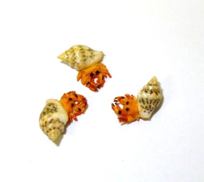 Dollhouse Three Hermit Crabs for1:12  Doll House Miniature Beach Scene