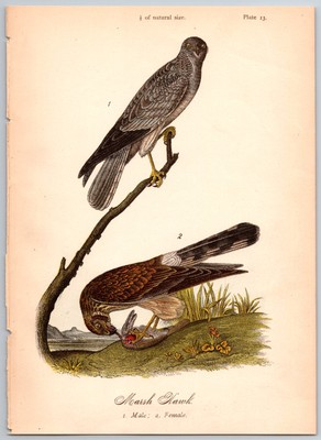 #ad 1888 Bird Print Marsh Hawk Male Female Vintage Prints $9.99