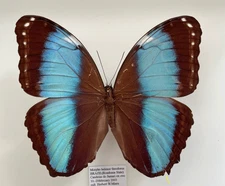MORPHO HELENOR THEODORUS*****male Nr. 3****Rondonia,Brazil