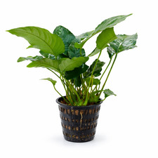 Anubias Nana Mother XXL  Aquarium Plants Factory 
