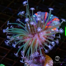 OG Weeping Willow Toadstool - Live Coral Frag
