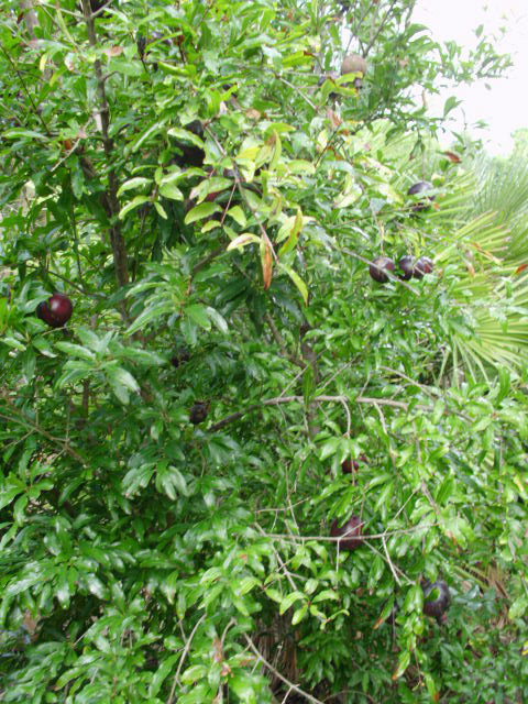 Picture 4 of 9