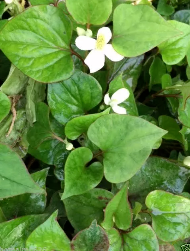 10 Houttuynia Cordata Plant Fish Mints Diep ca Rau Vap Ca Live Plants Bare  Roots