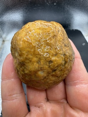 South Western Kentucky Quarry Fossilized Brain Coral Agate 580 Carats