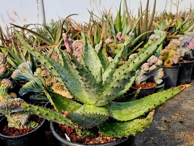 3g Aloe Excelsa: Rare South African Tree Aloe, Seed Grown | eBay