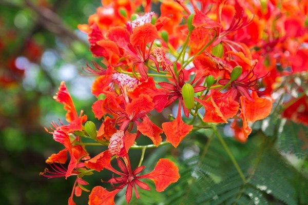 Semillas frescas de Flamboyán (Delonix regia) – Árbol de Fuego rojo espectacular