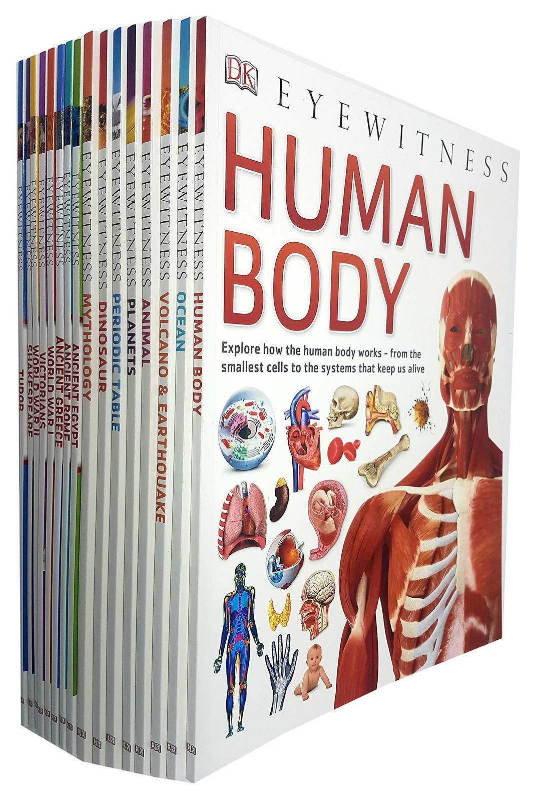 DK Eyewitness Childrens Collection 16 Book Set | Educational Pack  | Eyewitness - Image 4