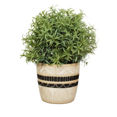 air plant buy 10 Pack Premium Air Plants Mix *Cannot Be Shipped Internationally*