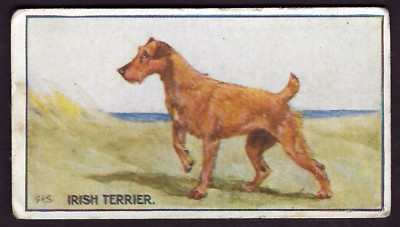 HILL - HUNDERASSEN (SPINET) - #15 IRISH TERRIER