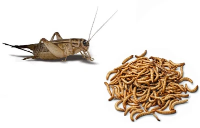 DOUGSBUGZ 100 Live Crickets & 200 GIANT Mealworms Feeders Pet Reptile Food Snack Pack