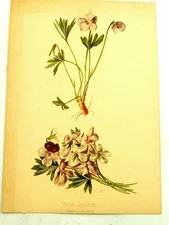 Birds Foot Violet Pedata 1876 L.Prang & Company Boston Vol.1 Plate 26