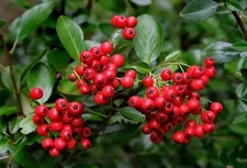 Red Chokebery Seedlings