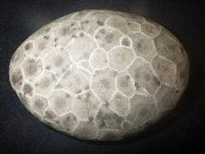 Unpolished Petoskey Stone