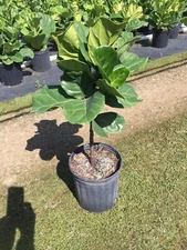 Ficus lyrata, Fiddle Leaf Fig Standard Tree-Medium(2/2.5ft.),tall. 12”of Trunk.