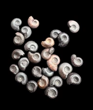 Treasures from Time: Exquisite Set of 25 Moroccan Ammonites to your collection