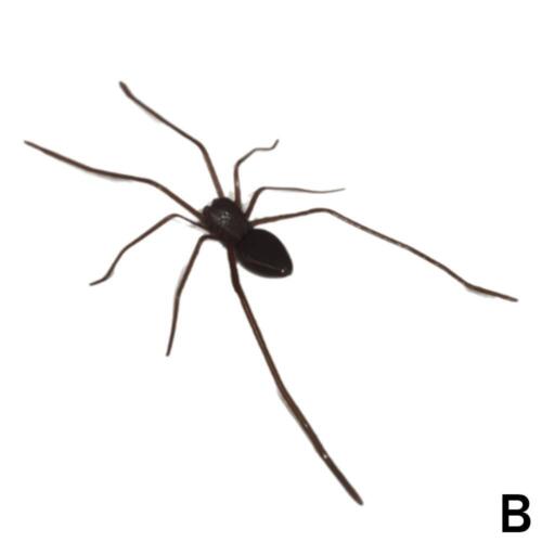 Spider Fridge Magnet 3D Realistic Fridge Magnet Decor Home/ Lifelike Desigš„UK - Picture 15 of 16