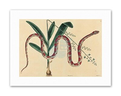 REPTILE CATESBY CORN SNAKE Painting Nature Canvas art Prints