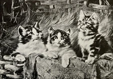 Antique Lithograph Print Wide Awake Early 1900s Kitten