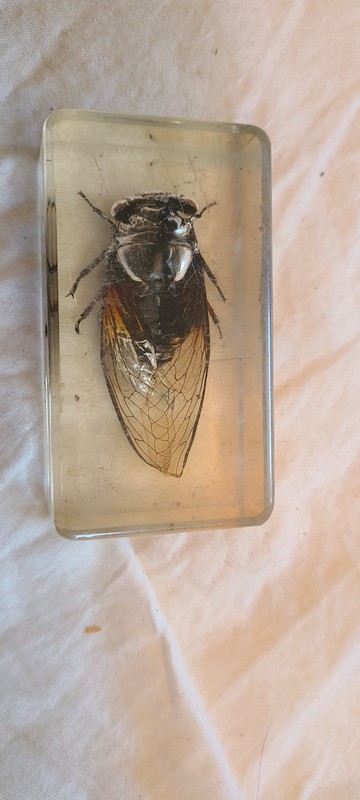 Vintage CICADA Specimen Clear Resin Paperweight 2 7/8" X 1 1/2" Silver Head