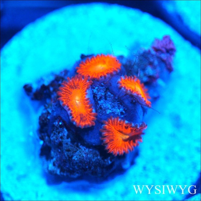 Corals of Eden ~ WYSIWYG Live Coral Frag ~ Fireworks Micro Zoa - Soft Coral