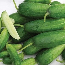Organic-Double Yield Cucumber Seeds (25+ Seeds)(More Heirloom, Organic, Non GMO,