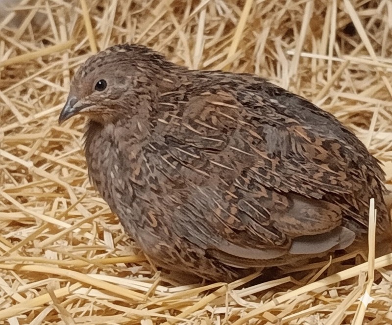 60 Button Quail Hatching Eggs