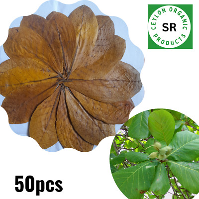 Indian Almond Catappa Leaves 15cm Betta Fish Aquarium Ketapang Shrimp Care A++