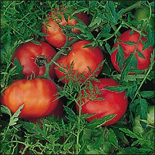 Tomato Silvery Fir Tree  100 seeds