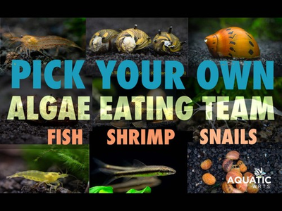 #ad #ad Build Your Own Algae Eating Crew $69.99