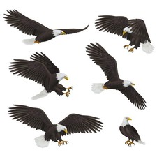 Lifelike Cofly Condors Bird Wall Sticker Glass and Pasted Removable Art Decal...