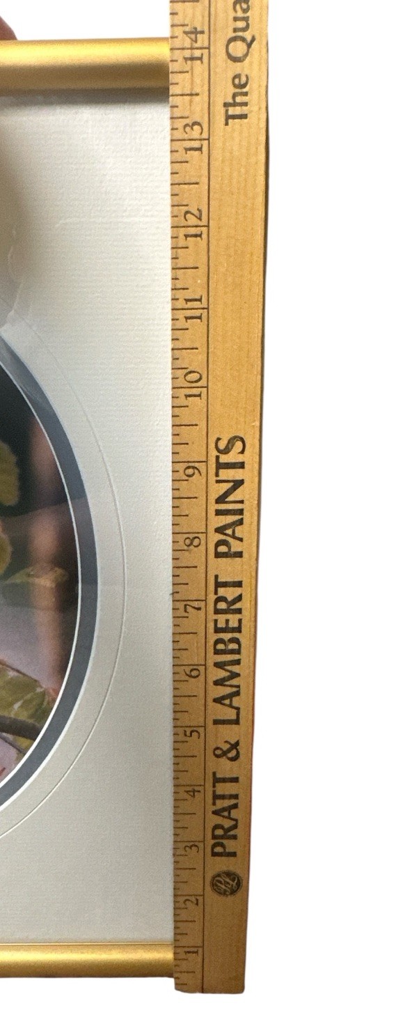 Carl R. Sams II Loon Photo Blue Bird Tree Branch Professionally Framed & Signed