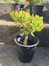 LARGE 1 FOOT Rooted Jade / Money Plant Live Bonsai Tree Start