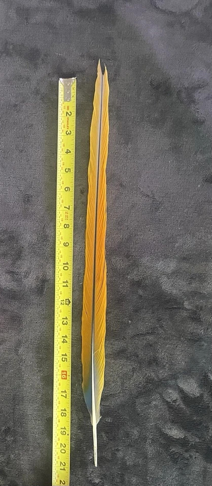 20.75 英寸黄色和蓝色 MACAW 尾部羽毛 — 第 2/4 张图片
