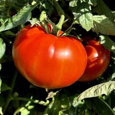 10 Graines De Tomate Sunset Red Horizon Bio